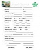 Ficha técnica para shampoo