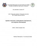Ajolote mexicano (Ambystoma mexicanum), una especie amenazada