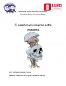 El cerebro-el universo entre nosotros
