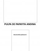 Papayita andina (Vasconcellea pubescens)