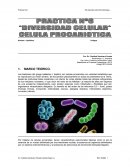 Practica No.1 Mis Apuntes sobre Microbiología