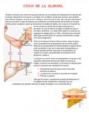 Ciclo de alanina