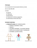 Osteología Es el estudio de los huesos piezas blancas y duras