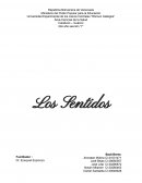 Fisiologia de los sentidos