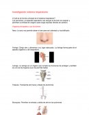 Investigación sistema respiratorio