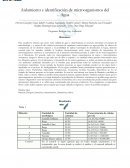 Aislamiento e identificación de microorganismos del Agua