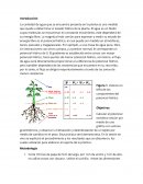 Práctica potencial hídrico