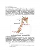 MARCO TEORICO: TOMA DE PRESIÓN ARTERIAL