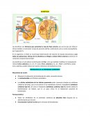 Guía examen farmacología