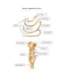HUESOS Y LIGAMENTOS DEL TORAX