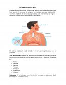 Sistema respiratorio