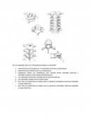 COLUMNA VERTEBRAL CERVICAL.