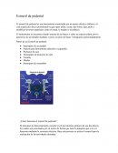 Partes de un esmeril de pedestal