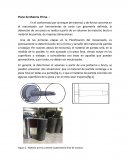 Plano de materia prima