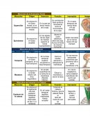 Musculos de la expresion facial