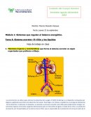 Sistema excretor: El riñón y los líquidos