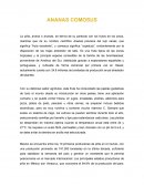 Exportación de piña 2022