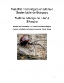 Latrodectus mactans. (Viuda Negra)