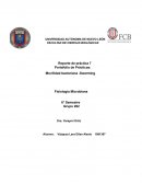 Practica Fisiología Microbiana