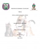 Caso clínico canino: Convulsiones