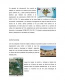 Ejemplo de intervencion en una cadena de suministros