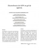 Electroforesis de ADN en gel de agarosa