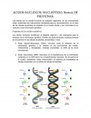 Acidos nucleicos, nucleótido, síntesis de proteínas
