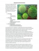 Mecanismo de acción del Coronavirus