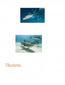 Tiburon