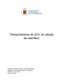 Transportadores de Zn2+ en células de mamífero