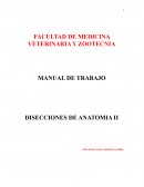 Anatomia veterinaria