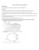 TALLER LOS SENTIDOS - TRABAJO A DESARROLLAR