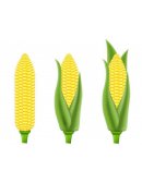 Día del maíz