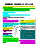 SISTEMA EXCRETOR HUMANO