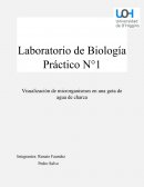 Laboratorio biologia microorganismos