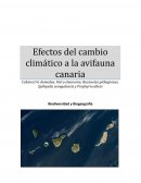 Efectos del cambio climático a la avifauna canaria