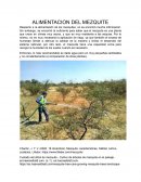 Alimentacion del mezquite