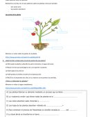 Las Plantas y sus características