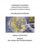 PRÁCTICA DE BACTERIOLOGIA VETERINARIA