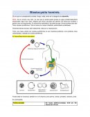 Blastocistis hominis