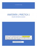 Región anterior del brazo
