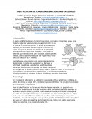 LABORATORIO: IDENTIFICACION DE COMUNIDADES MICROBIANAS EN EL SUELO