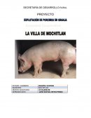 EXPLOTACION DE PORCINOS EN GRANJA