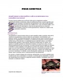 POZA GENETICA