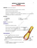 QUÍMICA Y TOXICOLOGÍA FORENSE PRACTICA: ESTUDIO DE PELOS