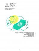 Caso 4 Estado de Flujos de Efectivo: Tres Ejemplos