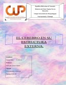 El Cerebro y su estructura externa