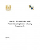 Práctica de laboratorio No.6: Fotosíntesis respiración celular y fermentación
