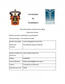 Identificación de carbohidratos