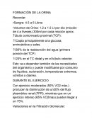 RESPUESTAS Y ADAPTACIONES RENALES AL EJERCICIO
